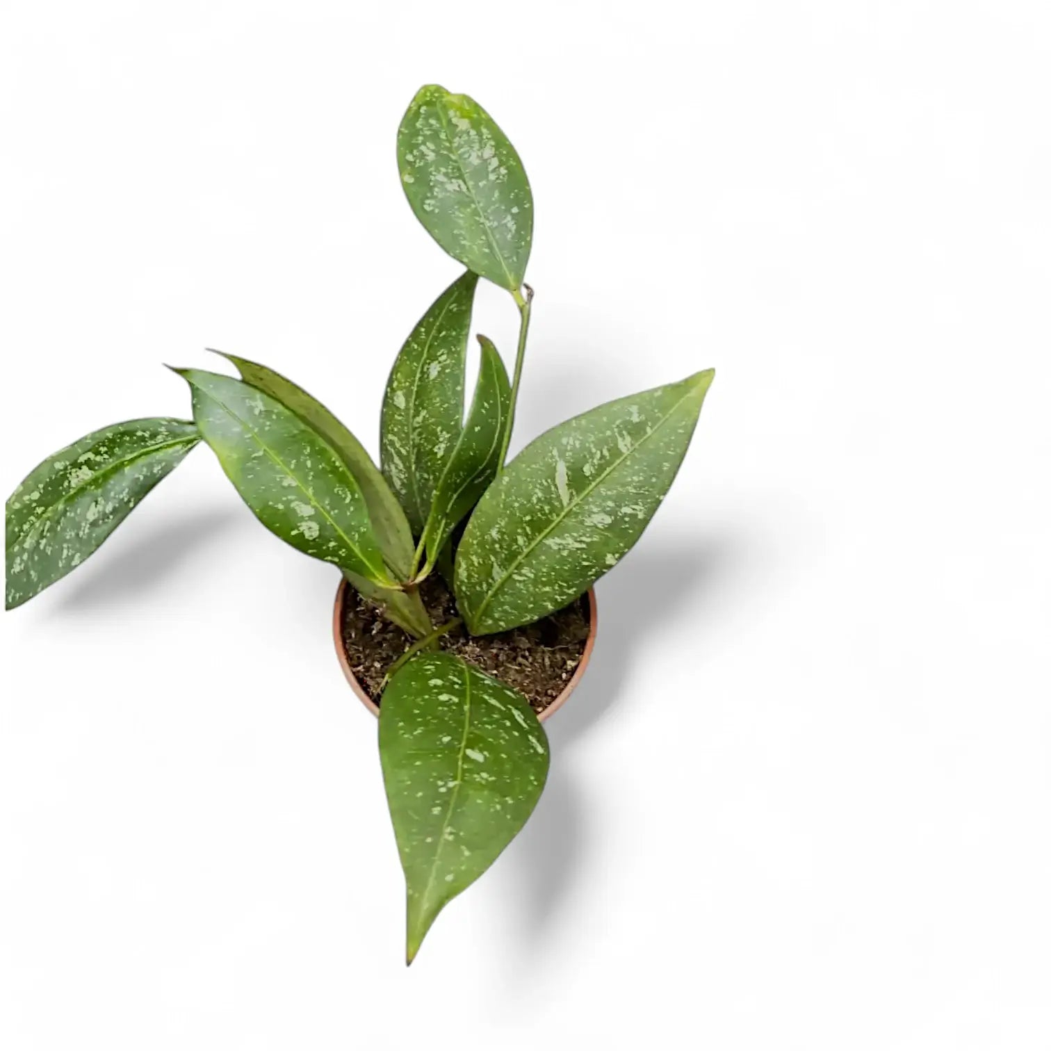 Hoya amicabilis 'Splash' potted houseplant in nursery pot on white background, product photo 3.