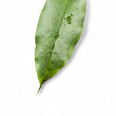 Hoya archboldiana leaf close-up on white background.