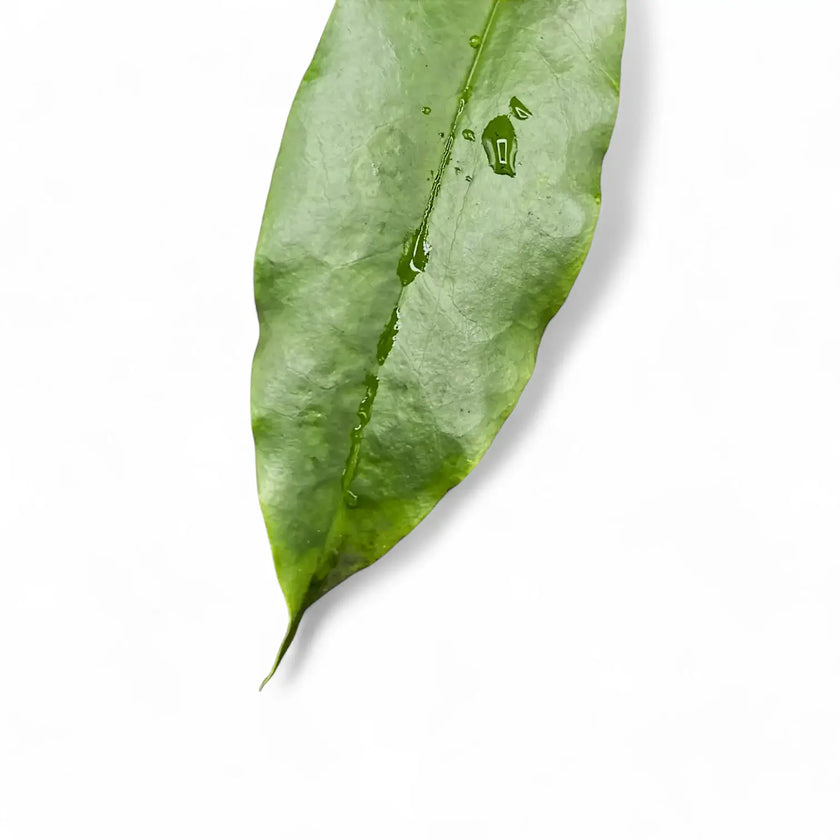 Hoya archboldiana leaf close-up on white background.