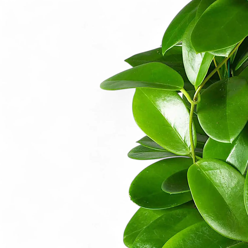 Hoya australis leaf close-up on white background.