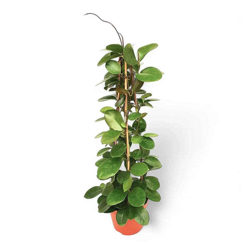 Hoya australis potted houseplant in nursery pot on white background, product photo 2.