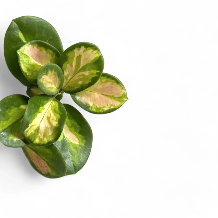 Hoya australis 'Lisa' leaf close-up on white background.