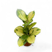 Hoya australis 'Lisa' Zimmerpflanze im Anzuchttopf vor weißem Hintergrund, Produktfoto 3.