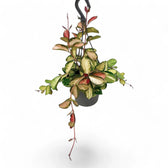 Hoya australis 'Lisa' Zimmerpflanze im Anzuchttopf vor weißem Hintergrund, Produktfoto 5.