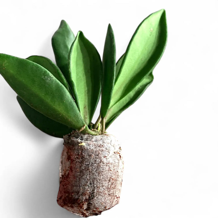 Hoya bilobata potted houseplant in nursery pot on white background, product photo 2.