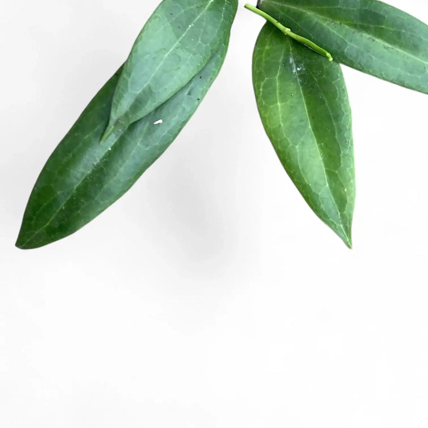 Hoya blashernaezii leaf close-up on white background.