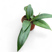 Hoya blashernaezii potted houseplant in nursery pot on white background, product photo 3.