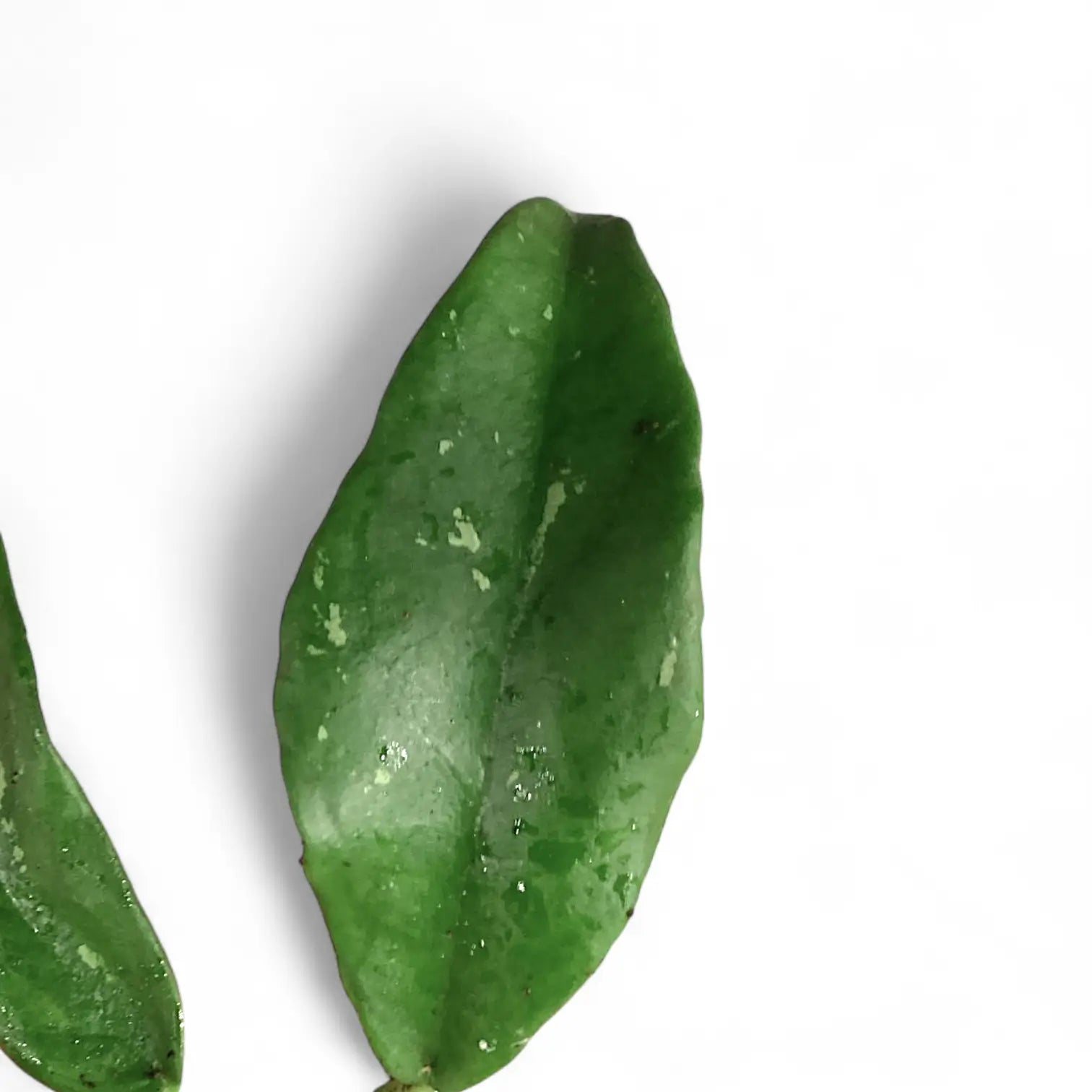 Hoya buntokensis – Blattdetail vor weißem Hintergrund..