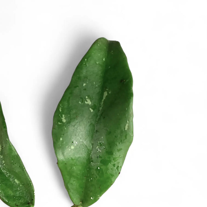 Hoya buntokensis leaf close-up on white background.