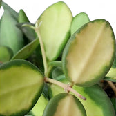 Hoya burtoniae variegata – Blattdetail vor weißem Hintergrund..