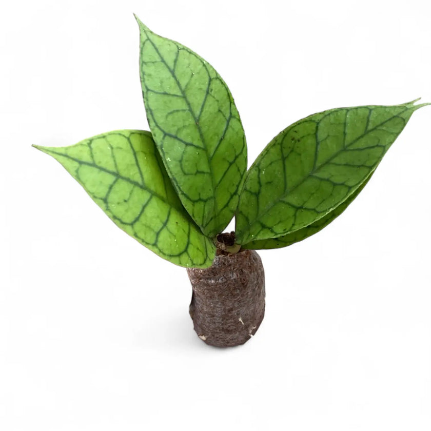 Hoya callistophylla KAL 16 potted houseplant in nursery pot on white background, product photo 2.