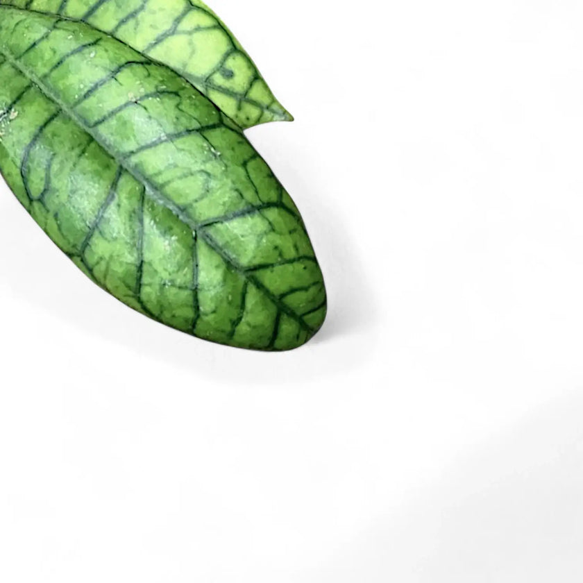 Hoya callistophylla sp. Kalimantan leaf close-up on white background.