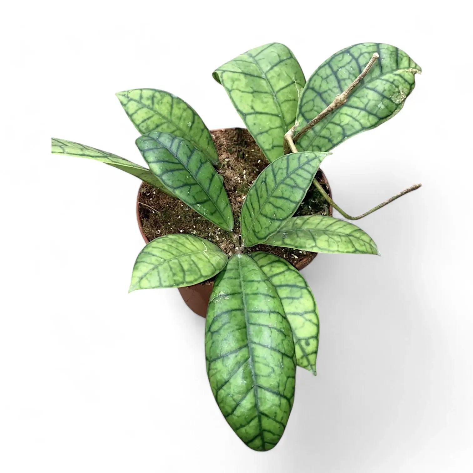 Hoya callistophylla sp. Kalimantan potted houseplant in nursery pot on white background, product photo 2.