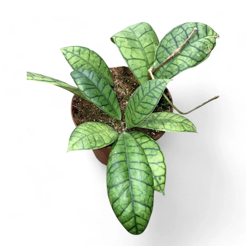 Hoya callistophylla sp. Kalimantan potted houseplant in nursery pot on white background, product photo 2.