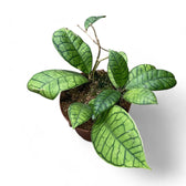 Hoya callistophylla sp. Kalimantan potted houseplant in nursery pot on white background, product photo 3.