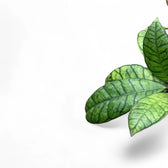 Hoya callistophylla sp. Kalimantan potted houseplant in nursery pot on white background, product photo 4.