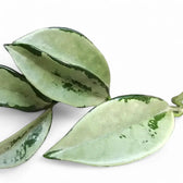 Hoya carnosa AH-074 'Silver Moon' – Blattdetail vor weißem Hintergrund..