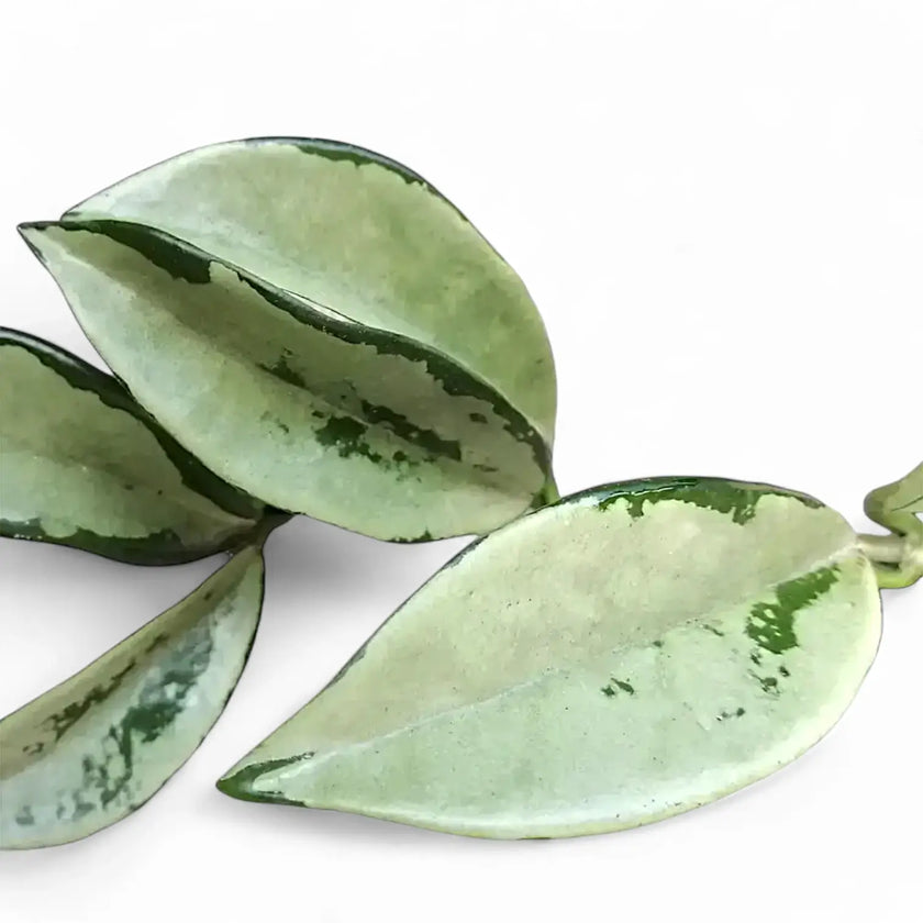 Hoya carnosa AH-074 'Silver Moon' leaf close-up on white background.