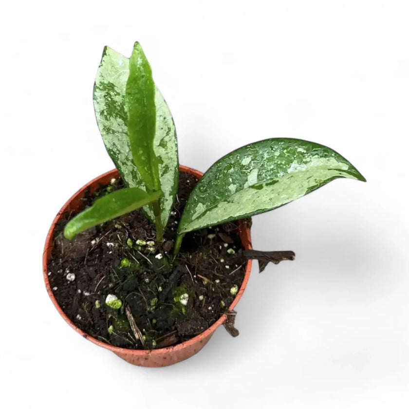 Hoya carnosa AH-074 'Silver Moon' potted houseplant in nursery pot on white background, product photo 2.