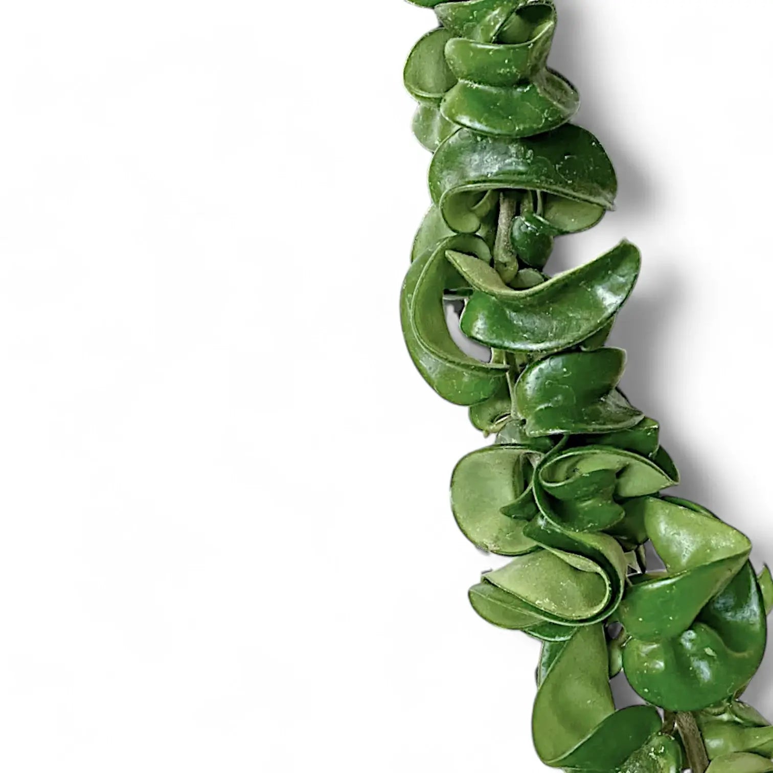 Hoya carnosa 'Compacta' – Blattdetail vor weißem Hintergrund..