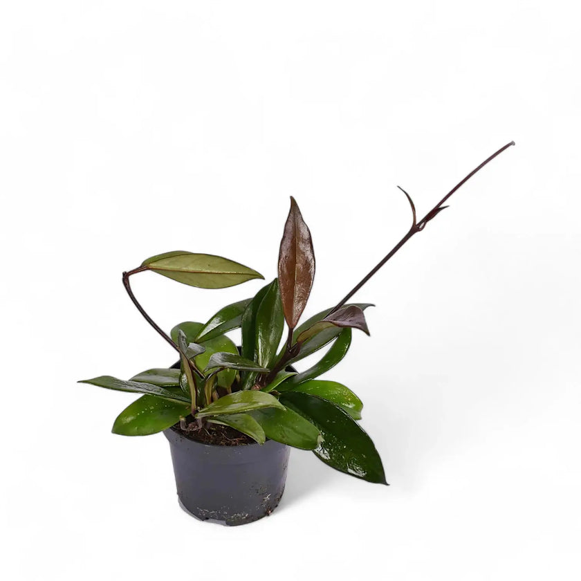 Hoya carnosa 'Dark red' potted houseplant in nursery pot on white background, product photo 2.