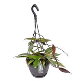 Hoya carnosa 'Dark red' Zimmerpflanze im Anzuchttopf vor weißem Hintergrund, Produktfoto 3.