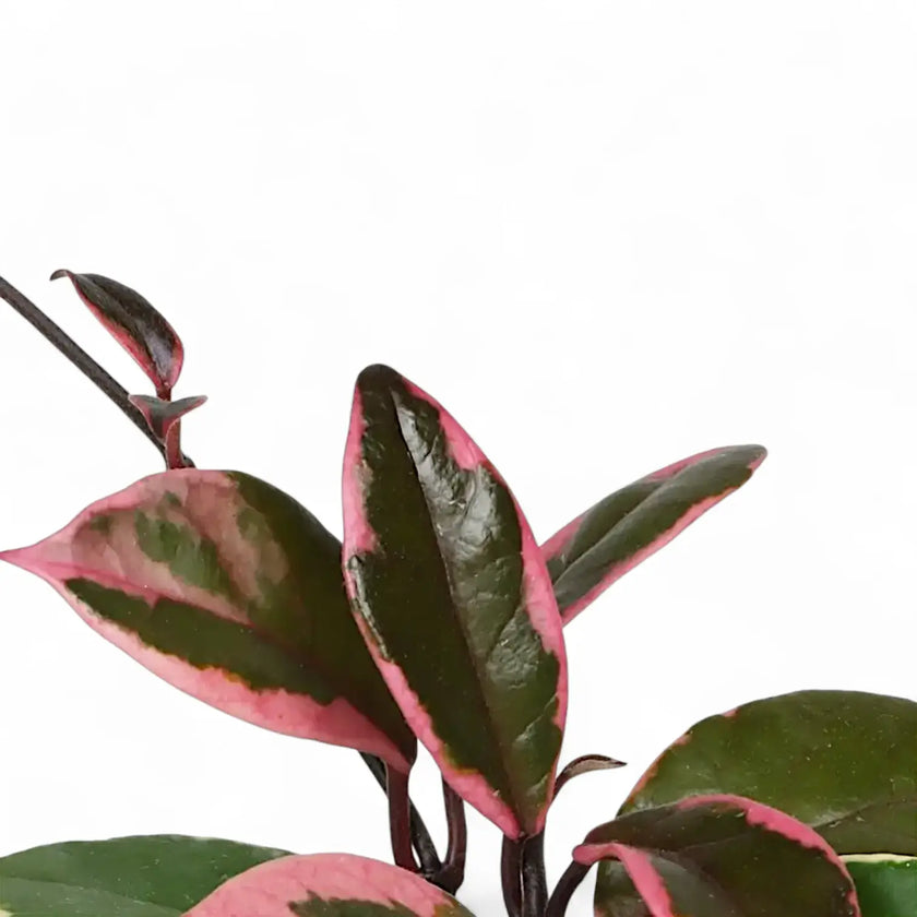 Hoya carnosa 'Flamingo Dream' leaf close-up on white background.