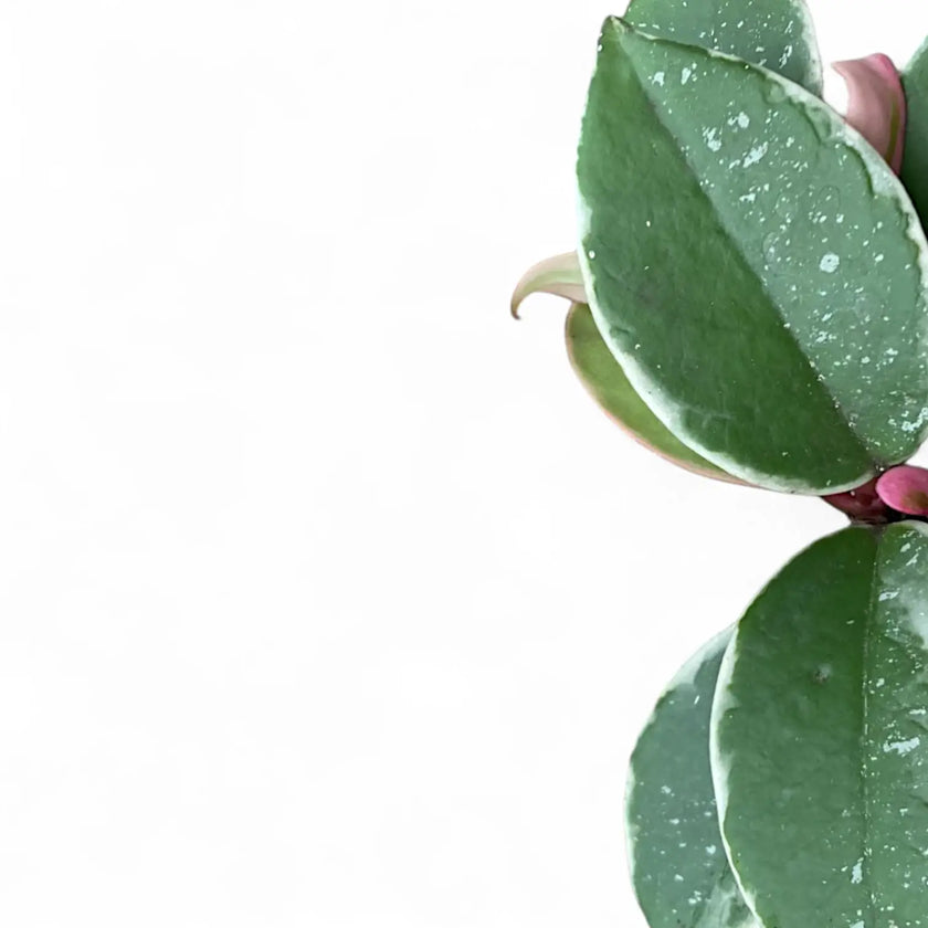 Hoya carnosa 'Krimson Queen Splash' leaf close-up on white background.