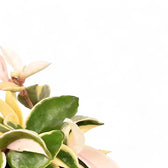 Hoya carnosa 'Krimson Queen' (albomarginata) – Blattdetail vor weißem Hintergrund..