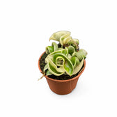 Hoya carnosa 'Regalis' ('Compacta' Variegata) Zimmerpflanze im Anzuchttopf vor weißem Hintergrund, Produktfoto 6.