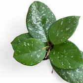 Hoya carnosa 'Speckles' Zimmerpflanze im Anzuchttopf vor weißem Hintergrund, Produktfoto 2.