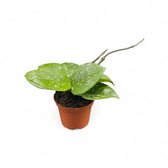 Hoya carnosa 'Speckles' Zimmerpflanze im Anzuchttopf vor weißem Hintergrund, Produktfoto 5.