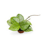 Hoya carnosa 'Speckles' Zimmerpflanze im Anzuchttopf vor weißem Hintergrund, Produktfoto 6.