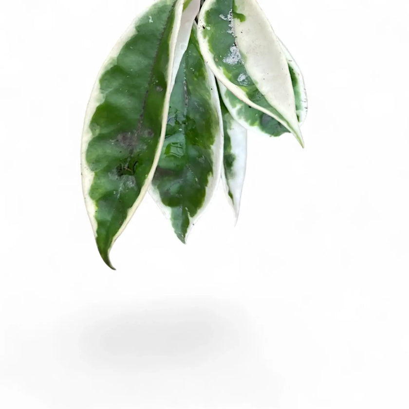 Hoya carnosa ‘Suzie Q’ leaf close-up on white background.