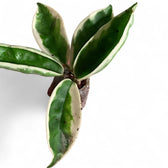 Hoya carnosa ‘Suzie Q’ Zimmerpflanze im Anzuchttopf vor weißem Hintergrund, Produktfoto 2.