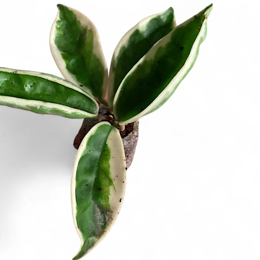 Hoya carnosa ‘Suzie Q’ potted houseplant in nursery pot on white background, product photo 2.