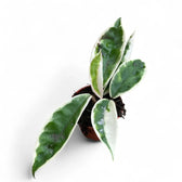 Hoya carnosa ‘Suzie Q’ Zimmerpflanze im Anzuchttopf vor weißem Hintergrund, Produktfoto 4.