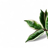 Hoya carnosa ‘Suzie Q’ Zimmerpflanze im Anzuchttopf vor weißem Hintergrund, Produktfoto 5.