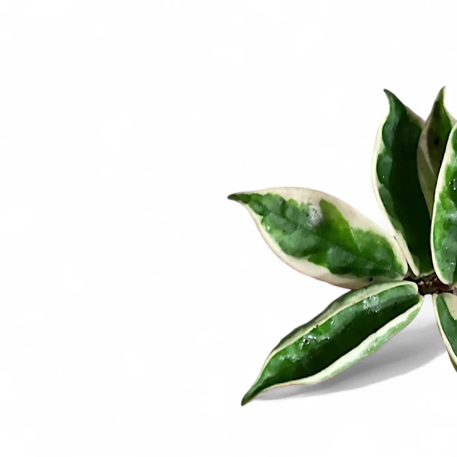 Hoya carnosa ‘Suzie Q’ Zimmerpflanze im Anzuchttopf vor weißem Hintergrund, Produktfoto 5.