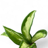 Hoya carnosa 'Tricolor Narrow Leaf' leaf close-up on white background.