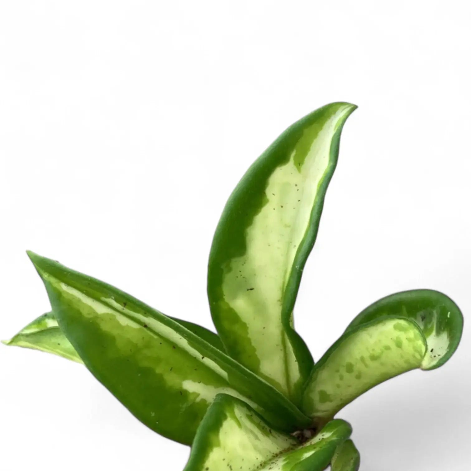 Hoya carnosa 'Tricolor Narrow Leaf' leaf close-up on white background.