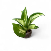 Hoya carnosa 'Tricolor Narrow Leaf' potted houseplant in nursery pot on white background, product photo 2.