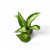 Hoya carnosa 'Tricolor Narrow Leaf' potted houseplant in nursery pot on white background, product photo 3.