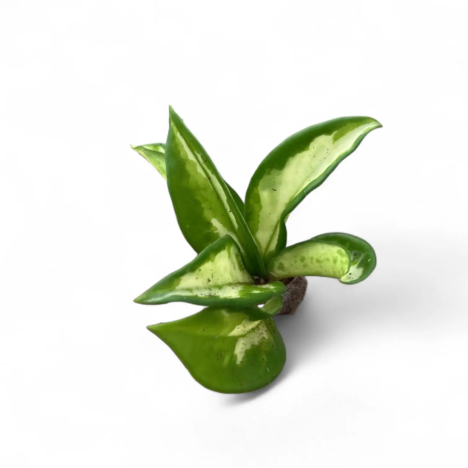 Hoya carnosa 'Tricolor Narrow Leaf' potted houseplant in nursery pot on white background, product photo 3.