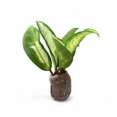 Hoya carnosa 'Tricolor Narrow Leaf' potted houseplant in nursery pot on white background, product photo 4.