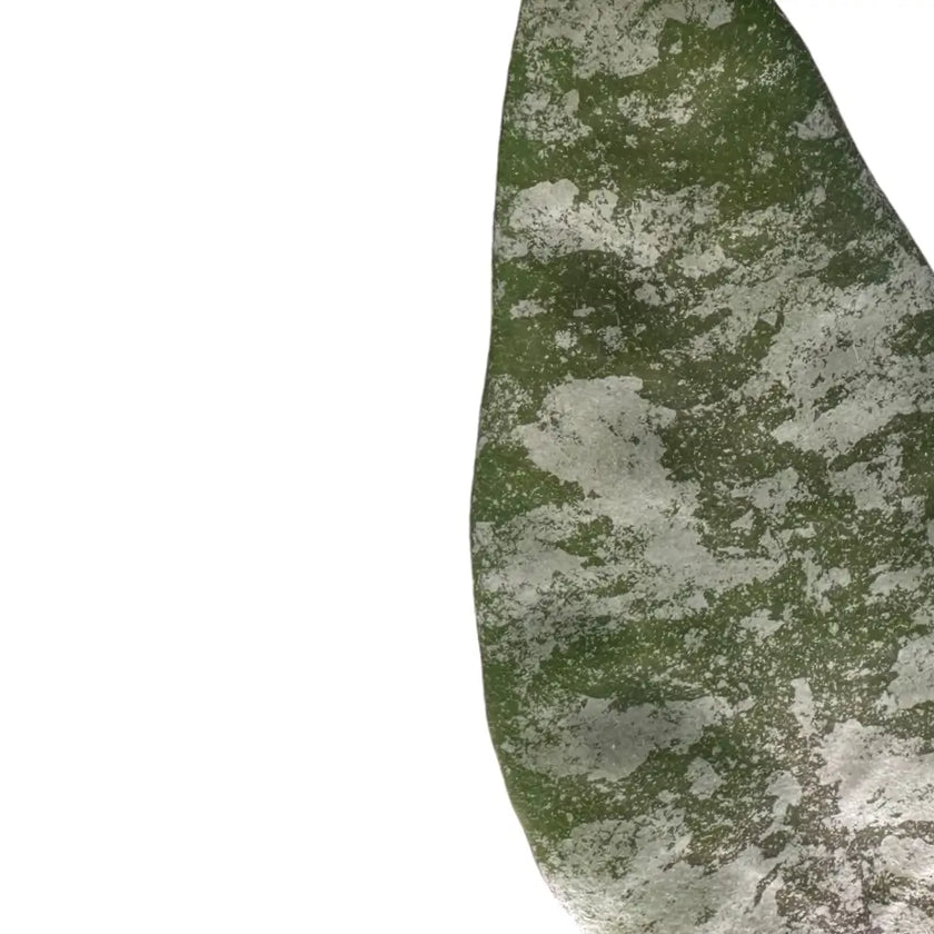 Hoya caudata 'Gold' leaf close-up on white background.