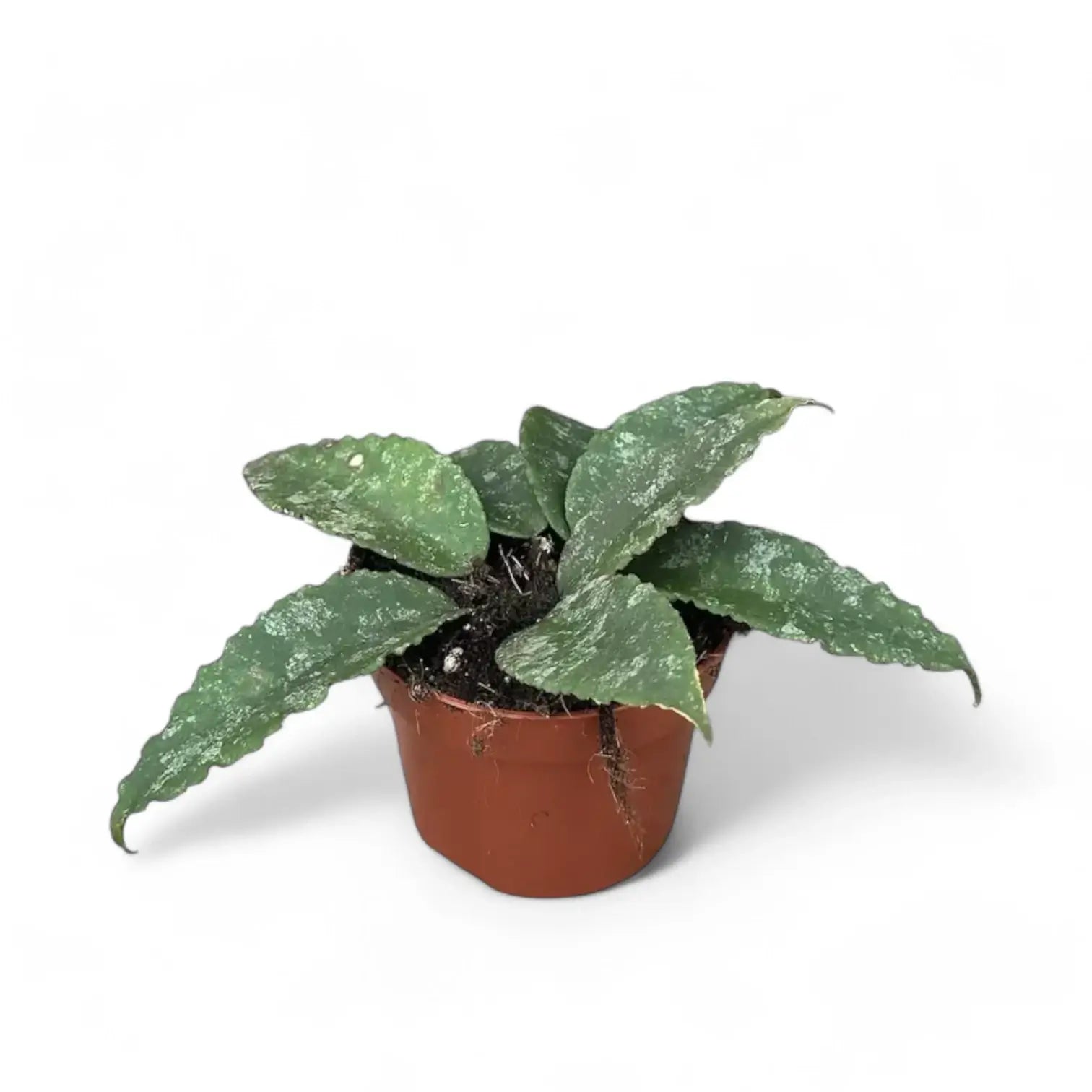 Hoya caudata 'Sumatra' aka 'Silver Stains' Zimmerpflanze im Anzuchttopf vor weißem Hintergrund, Produktfoto 4.