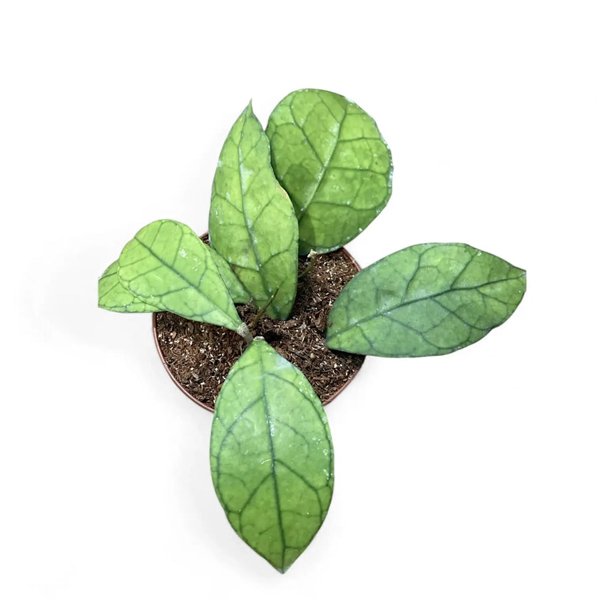 Hoya clemensiorum Kalimantan (Clone 1) potted houseplant in nursery pot on white background, product photo 2.