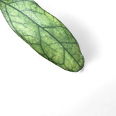 Hoya clemensiorum Kalimantan (Clone 2) – Blattdetail vor weißem Hintergrund..