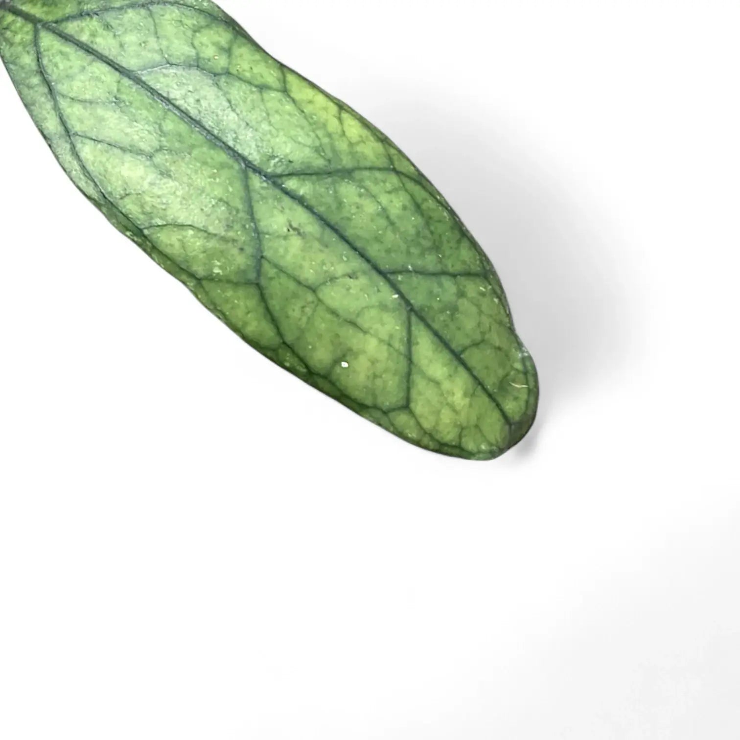 Hoya clemensiorum Kalimantan (Clone 2) – Blattdetail vor weißem Hintergrund..